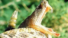 Отрута в житті тварин