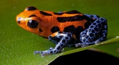Отруйні жаби (деревні, листоліти)