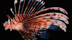 Отруйна риба