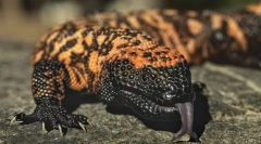 Ядосуб арізона