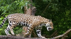 Jaguar (фото тварина): пощастило і красива велика кішка