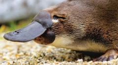 Ссавці egglades