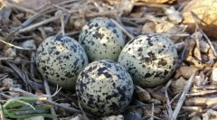 Яйце. Будівництво, розміри, форми та кольорові яйця