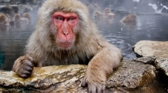 Японський макак