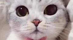 Японські псевдоніми для котів і котів