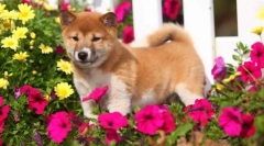 Японські породи собак: фото, короткий опис, особливості