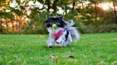 Японська хін (фото): старовинна порода кімнати собак