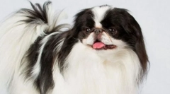 Японська хін