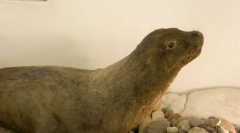 Японський морський лев