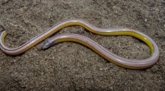 Lizard california не випереджає