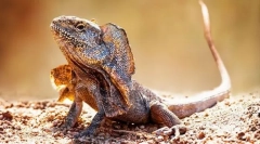 Ящірка плафф