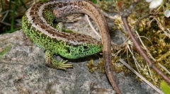 Середня ящірка