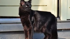 Yalanenez: опис породи