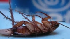 Ефективне відображення для руйнування тарганів