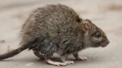 Ефективне заломлення та отрути з щурів