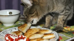 Ефективні методи викладання кішок та кішок з лазаньї