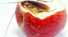 Ефективні народні засоби з тарганів