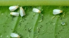 Ефективний засіб білого