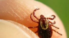 Ефективні засоби від ixodic ticks