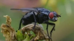 Ефективні кошти від мух у будинку