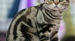 Ексклюзивні черепахи кішки: що таке секрет їх забарвлення