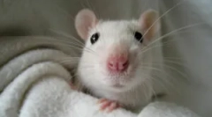 Етопаразитів у декоративних щурів