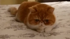 Екзотичний кіт (екзотичний)