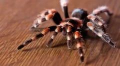 Екзотичні домашні тварини: імена та фотографії