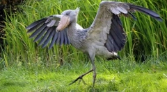 Екзотичні птахи: топ 7 найбільш незвичайних порід