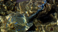 Електрична риба