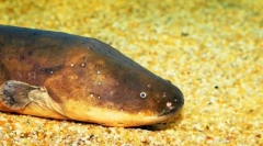 Електричний сом