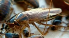 Електрика для тарганів