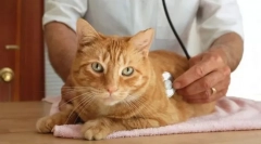 Ендокринна система кішок