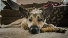 Ентерит у собак