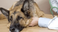 Епілепсія в собак