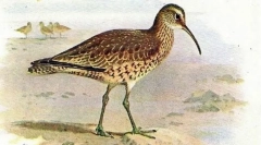 Ескімо-кроншнеп