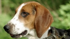 Естонська гончака (фото): вимкнення тварини та помічника на полювання