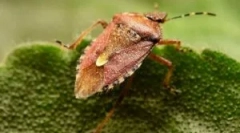 Це не жук, але помилка, яка смердить