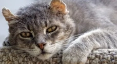 Euthanasia cats: показання та методи