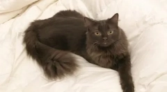 Йорк шоколадний кіт: опис породи