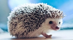 Yozh звичайного