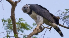 Південноамериканська гарпія