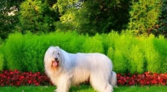 Південно-російський пастух (фото): я не ласкавий і пухнастий, але величезний і хоробрий