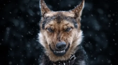 Які мрії собаки: секрети і мрії