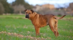 Ka de bo (фото): тандемна мужність і честь в одному серці