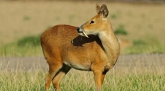 Кабарга сахалінська