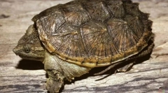 Кайманова черепах