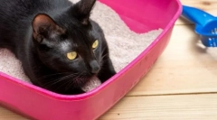 Як часто кішка йде в туалет