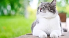 Як часто кішка запитує кішку?