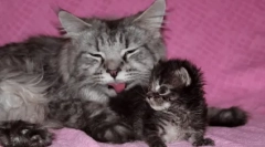 Як часто кошеня йде в туалет: норм і відхилення